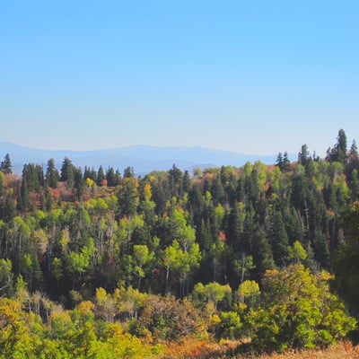 Timber Block Mountain View 