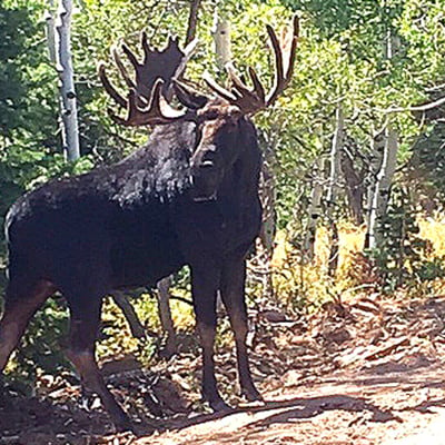 JD-Timber Block moose wildlife