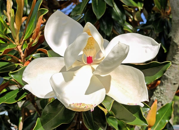 Timber Block Magnolia