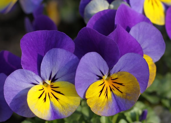 pansy - Timber Block Gardening Tips 